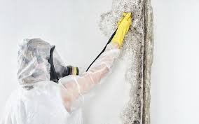 Best Commercial Mold Inspection in Amelia Court House, VA